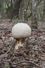 Wild mushroom growing in natural area