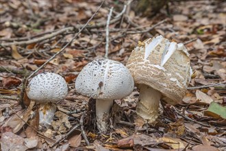 Wild mushrooms growing in natural area