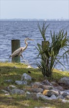 Great Blue Heron (Ardea herodias) looking for food on the shore of Perdido Bay in Pensacola,