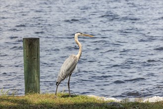 Great Blue Heron (Ardea herodias) looking for food on the shore of Perdido Bay in Pensacola,