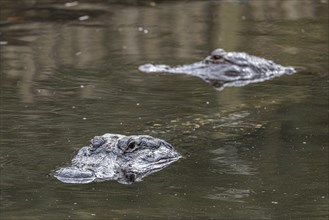 Heads of American Alligators (Alligator Mississippiensis) poke through the surface of the pond at