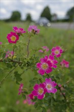 Blooming dog roses in the industrial area, botany, flower, bloom, June, spring, early summer, rose,