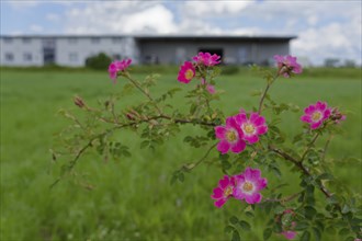 Blooming dog roses in the industrial area, botany, flower, bloom, June, spring, early summer, rose,