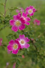 Blooming dog roses in the industrial area, botany, flower, bloom, June, spring, early summer, rose,