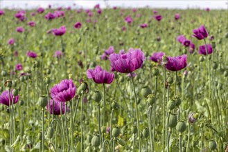 Field with purple opium poppy flowers (Papaver somniferum), Untersulmetingen, Laupheim, Upper