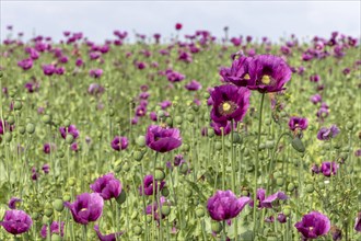 Field with purple opium poppy flowers (Papaver somniferum), Untersulmetingen, Laupheim, Upper