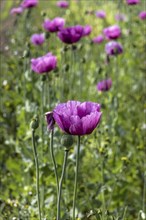 Field with purple opium poppy flowers (Papaver somniferum), Untersulmetingen, Laupheim, Upper