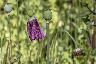 Seed capsules of opium poppy (Papaver somniferum), Untersulmetingen, Laupheim, Upper Swabia,