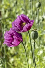 Two dark purple opium poppy (Papaver somniferum) and seed heads, Untersulmetingen, Laupheim, Upper