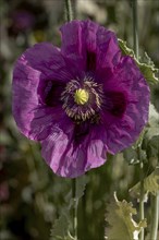 Dark purple flower of opium poppy (Papaver somniferum), with green, blurred background,