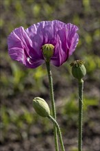 Purple opium poppy (Papaver somniferum) with seed heads and flower bud with matt brown-green