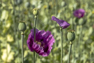 Dark purple opium poppy flowers (Papaver somniferum) and seed heads, Untersulmetingen, Laupheim,