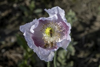 White flower of opium poppy (Papaver somniferum) and bees (Apiformes or Anthophila), with dark