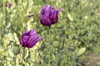 Two dark purple opium poppy (Papaver somniferum), seed heads and flower bud, Untersulmetingen,