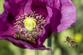 Dark purple flower of opium poppy (Papaver somniferum) with bees (Apiformes or Anthophila),