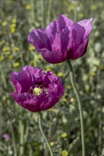 Two dark purple opium poppy (Papaver somniferum) flowers with dark green, blurred background,