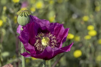 A dark purple flower of opium poppy (Papaver somniferum) and a seed head, with green blurred