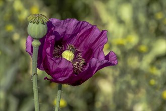 A dark purple flower of opium poppy (Papaver somniferum) and a seed head, with green blurred