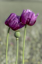 Two purple opium poppy (Papaver somniferum) and a seed head with matt grey background,