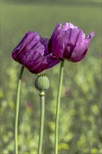 Two purple opium poppy (Papaver somniferum) and a seed head with matt green background,