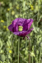 Field with purple opium poppy (Papaver somniferum) and seed heads next to it, Untersulmetingen,