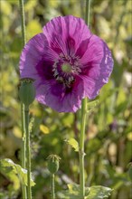 Field with purple opium poppy (Papaver somniferum) and seed heads next to it, Untersulmetingen,