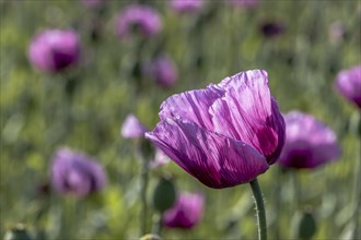 Field with purple opium poppy (Papaver somniferum), Untersulmetingen, Laupheim, Upper Swabia,