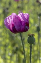 A dark purple opium poppy (Papaver somniferum) and next to it a small green seed head, with green