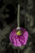 Violet-coloured petal of an opium poppy (Papaver somniferum) with a small, not yet formed seed head