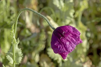 Slightly drooping purple-coloured opium poppy (Papaver somniferum) on a blurred green background,