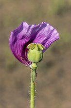 Violet-coloured petal of an opium poppy (Papaver somniferum) with a small, green seed capsule on a