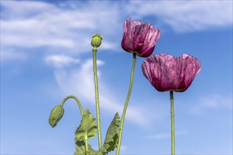 Two dark purple opium poppy (Papaver somniferum) and next to them two small green seed heads, with