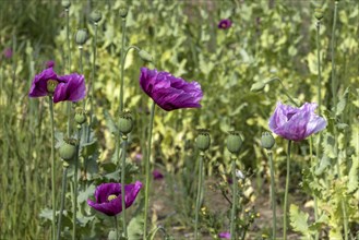 Field with purple opium poppy flowers (Papaver somniferum), Untersulmetingen, Laupheim, Upper