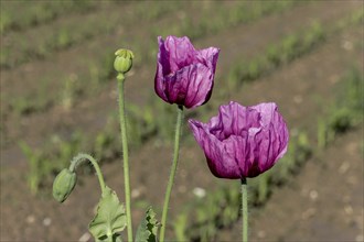 Two dark purple opium poppy (Papaver somniferum) and next to them two small green seed heads, with