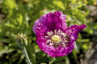 A dark purple opium poppy (Papaver somniferum) and next to it a small green seed capsule, with dark