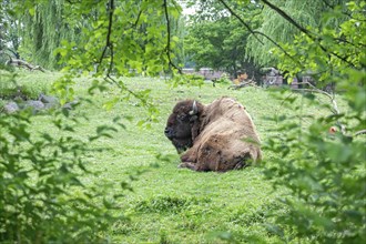 Detroit, Michigan, A bison (Bison bison) at the Detroit Zoo