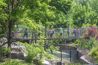 Detroit, Michigan, An aerial walkway through the red panda habitat at the Detroit Zoo