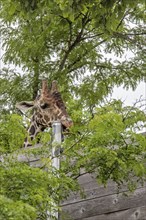 Detroit, Michigan, A giraffe (Giraffa camelopardalis) at the Detroit Zoo