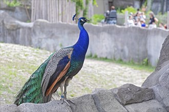 Detroit, Michigan, A peacock (Pavo cristatus) at the Detroit Zoo. The birds are fed and cared for,