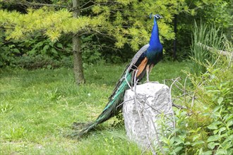 Detroit, Michigan, A peacock (Pavo cristatus) at the Detroit Zoo. The birds are fed and cared for,