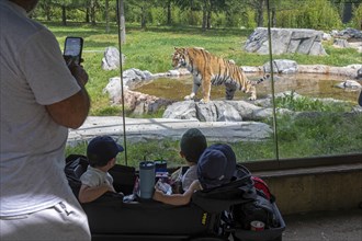 Detroit, Michigan, Children watch an Amur Tiger (Panthera tigris tigris) through a window at the