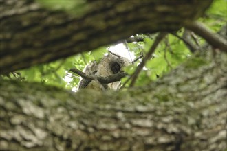 Young long-eared owl (Asio otus) in an oak tree, June, Saxony, Germany, Europe