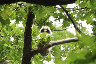 Young long-eared owl (Asio otus) in an oak tree, June, Saxony, Germany, Europe