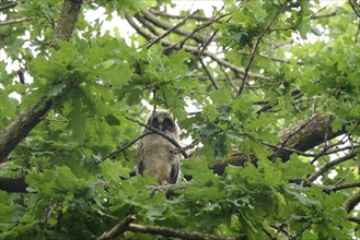 Young long-eared owl (Asio otus) in an oak tree, June, Saxony, Germany, Europe