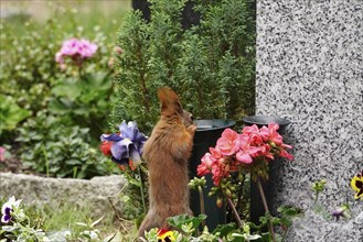 Squirrel drinking from a vase in a cemetery, Germany, Europe