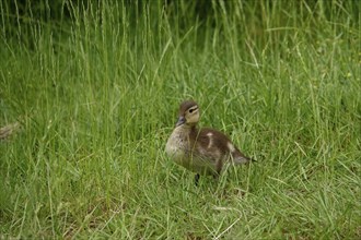 Young mandarin duck, May, Saxony, Germany, Europe