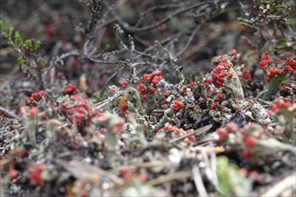 Scarlet lichen, May, Saxony, Germany, Europe