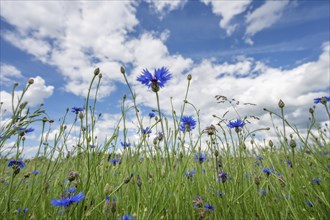 Cornflowers (Centaurea cyanus) in a meadow, cloudy sky, Bavaria, Germany, Europe