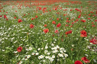 Flowering poppies (Papaver rhoeas) and ox-eye daisy (Leucanthemum vulgare) in a meadow, Bavaria,