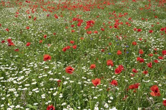 Flowering poppies (Papaver rhoeas) and ox-eye daisy (Leucanthemum vulgare) in a meadow, Bavaria,